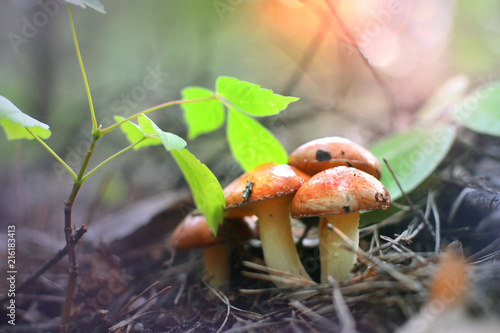 Liittle fantasy background with young mushrooms in a morning forest photo