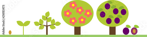 Life cycle of plum tree. Plant growth stage from seed to tree with fruits