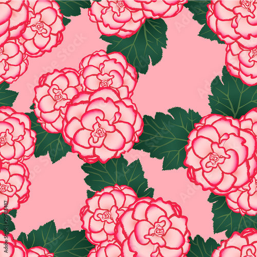 Pink Begonia Flower, Picotee First Love on Pink Background