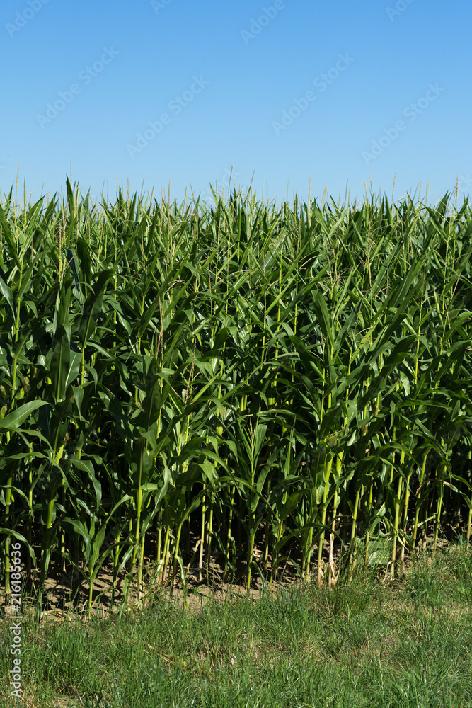 Young green corn on the field. Corn field in the spring. Young green corn on the field. Corn field in the spring.
