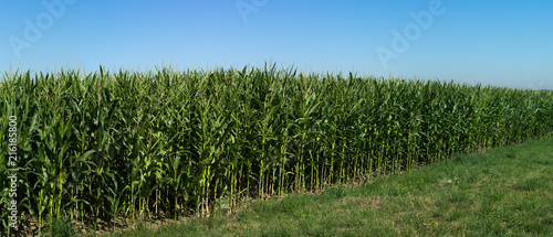 Corn filed panorama with blue sky
