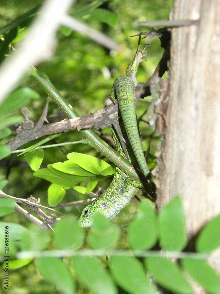  lizard in the forest
