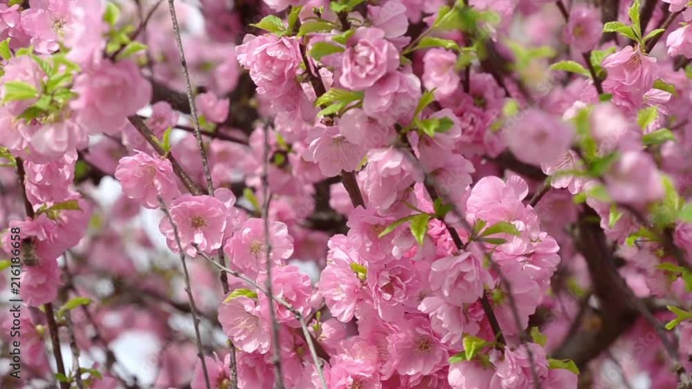 Flowering of fruit and wild flowers in spring HD Flowering of fruit and wild flowers in spring HD