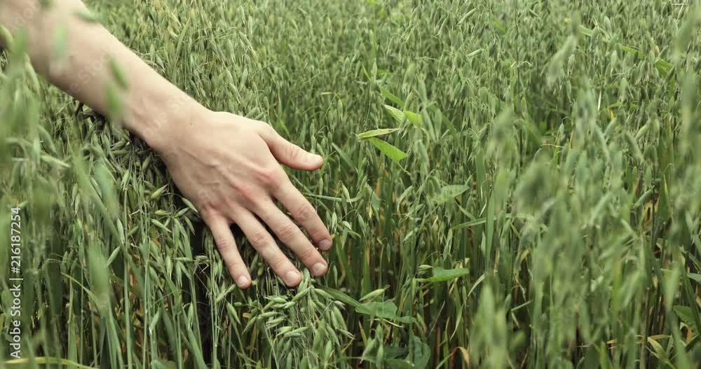 hand of farmer touching oats harvest hand of farmer touching oats harvest