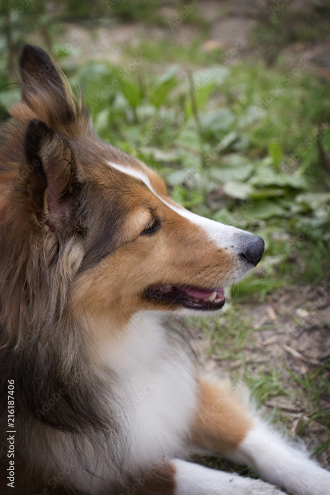 Sheltie Sheltie