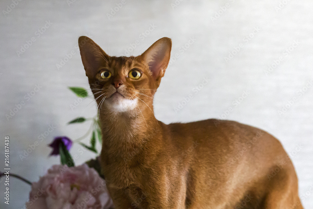 red cat with flower vase