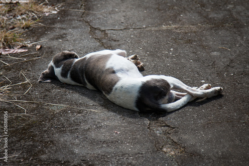 Dog lying on the floor