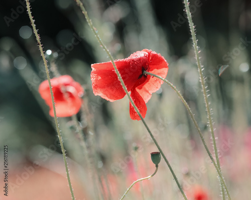 Fototapeta Naklejka Na Ścianę i Meble -  Red poppy