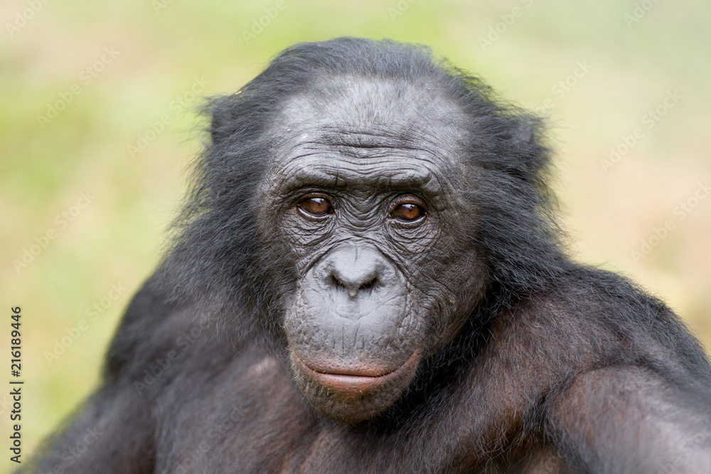 Scimmia primate Bonobo Pan Paniscus nella riserva in Repubblica Democratica del Congo Scimmia primate Bonobo Pan Paniscus nella riserva in Repubblica Democratica del Congo