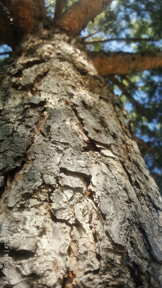 Close view of the trunk of a tree Close view of the trunk of a tree