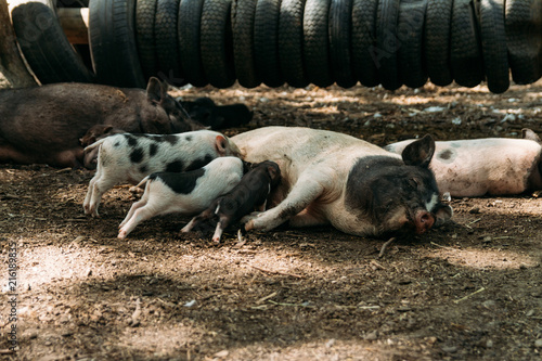 Fertile sow lying on straw and piglets suckling.farm, tires, zoo Vietnamese pigs © Skripnik Olga