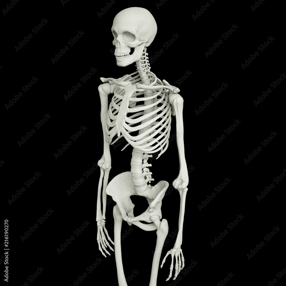 Set of realistic human skeletons isolated on black background. Concept of anatomy of human skeletal system. 3d rendering