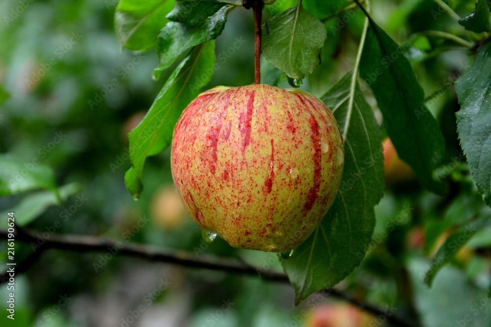 Fruit madness. Small apples in an apple tree in orchard, in early summer Fruit madness. Small apples in an apple tree in orchard, in early summer