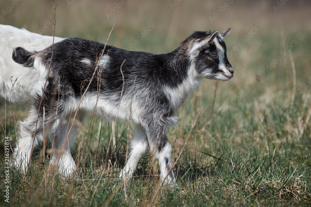 A black and white little goatling kid walking in the meadow
