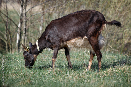 Black goat  grazing in the meadow and eating grass