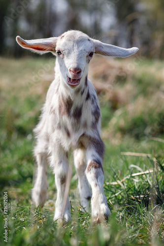 Portrait of spotted little goatling in the meadow, White goat with sand brown spots
