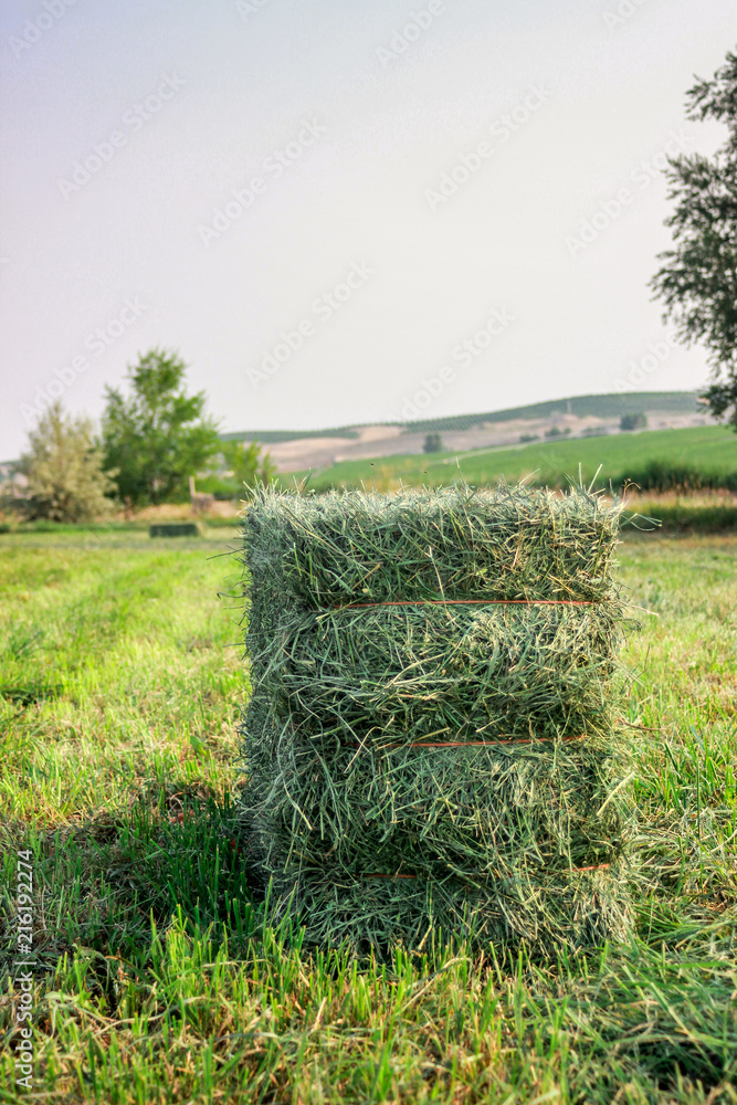 Small Square Alfalfa Hay Bales in Field Stock Photo | Adobe Stock