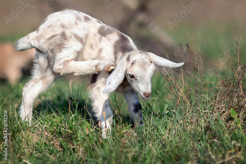 White gray spotted goatling grazing in the meadow