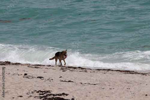 dog on beach