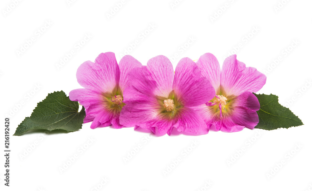pink mallow isolated