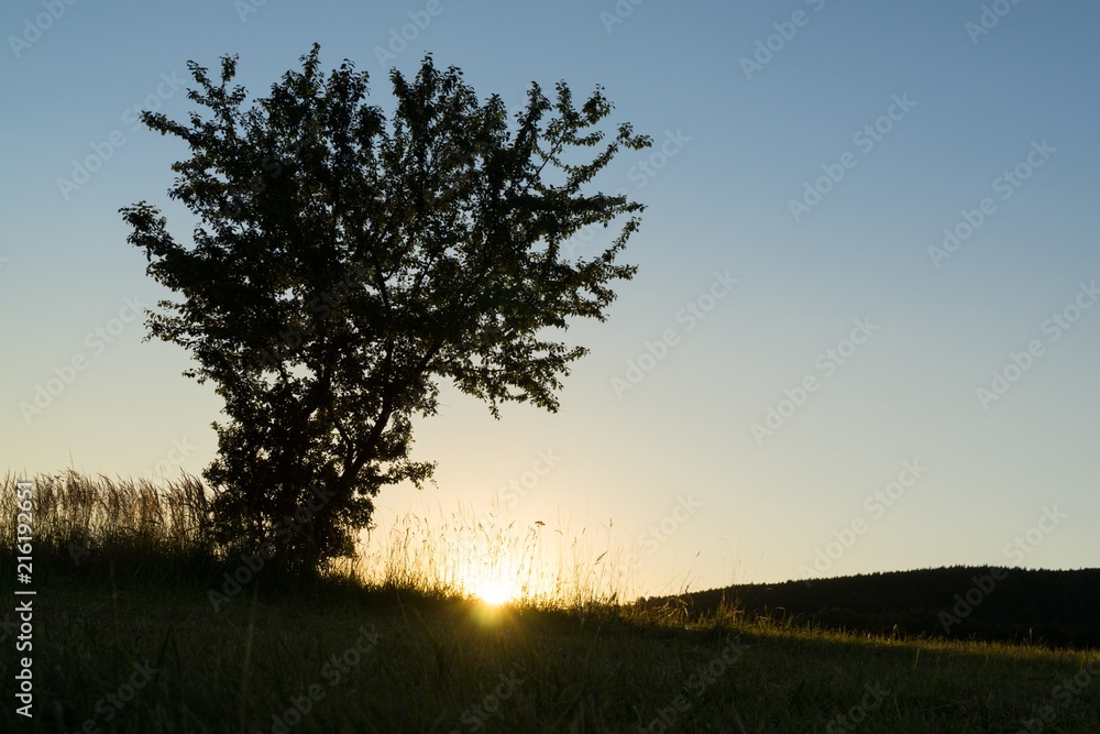 Fototapeta premium Trees in the park. Slovakia