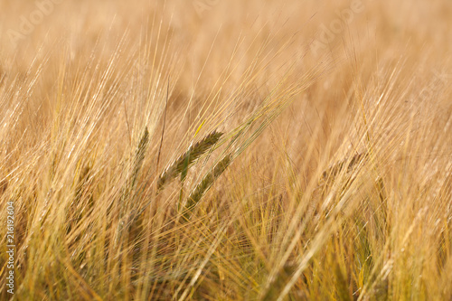 ears of rye in a summer sunny field