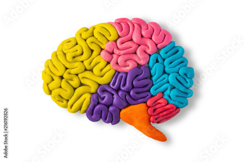 Clay model of human brain anatomy on white background