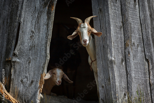 Nubian goats rest in the shed and interested looking to us