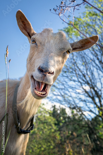 Принти на полотні Funny goat between shrubs laughs and say Hey!