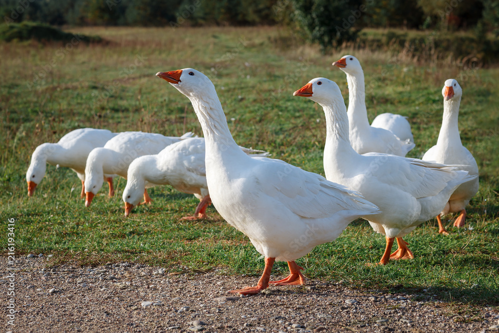 Lots of nice white gooses grazing on the meadow at evening, and looking for food Lots of nice white gooses grazing on the meadow at evening, and looking for food