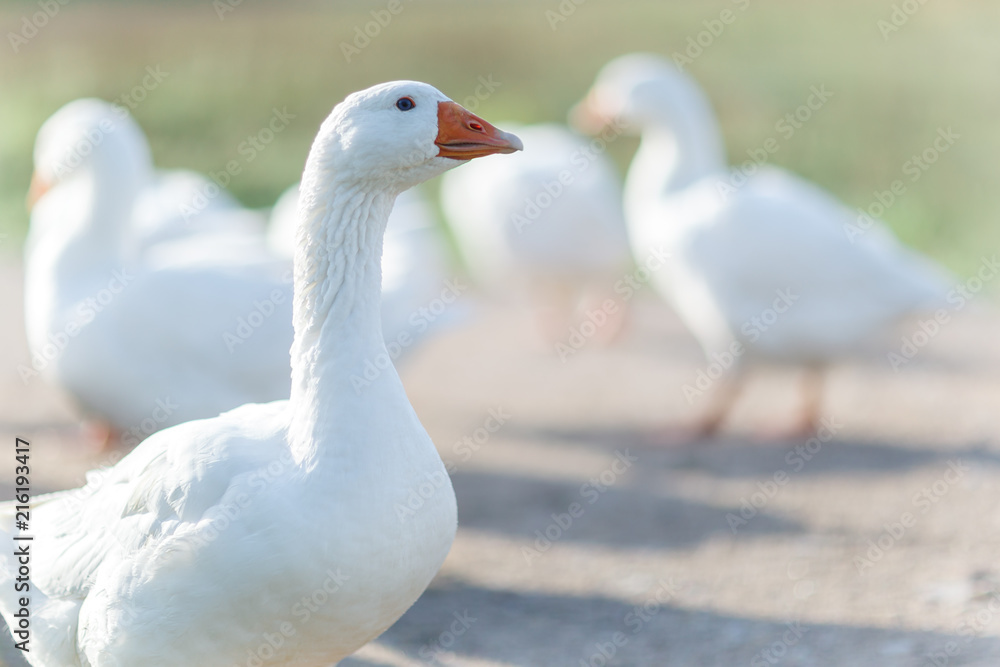 Fototapeta premium Portrait of a domestic white goose with a soft light in background