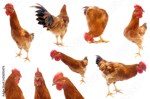 set of rooster or chicken collection isolated on white background