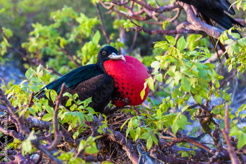 Male frigate perched on the tree branches photo