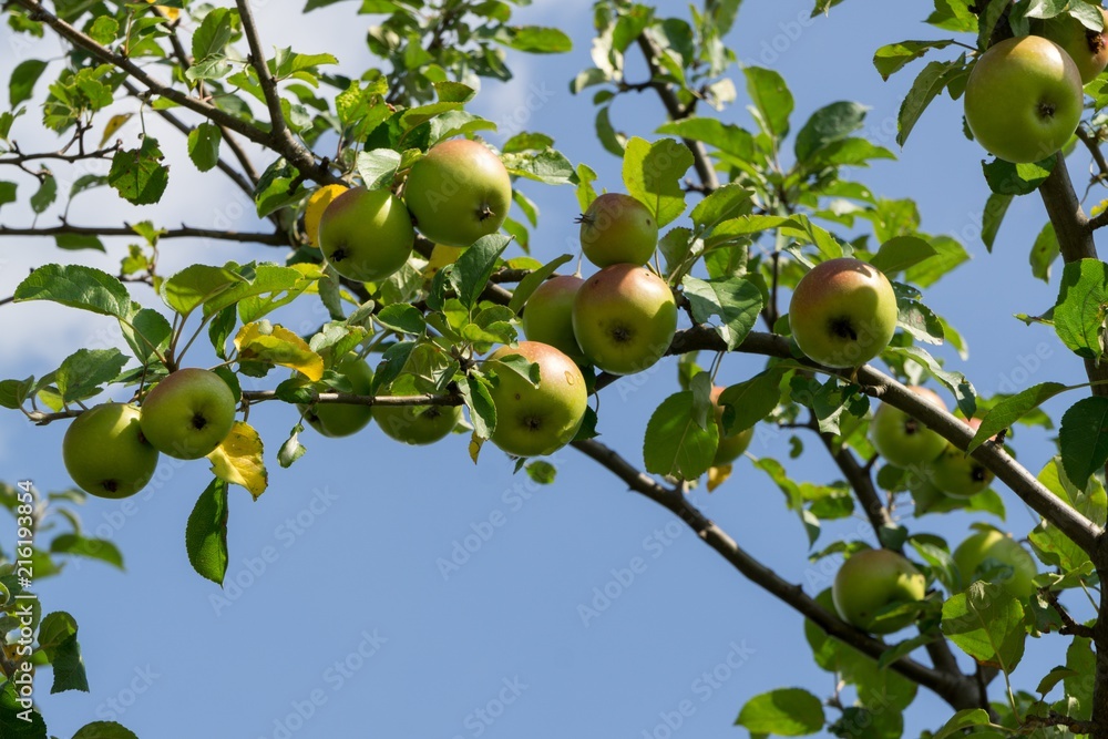 Apples on the tree. Slovakia