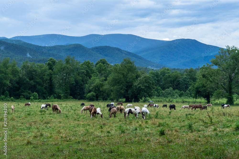 Horses in Cades Cove - Tennessee