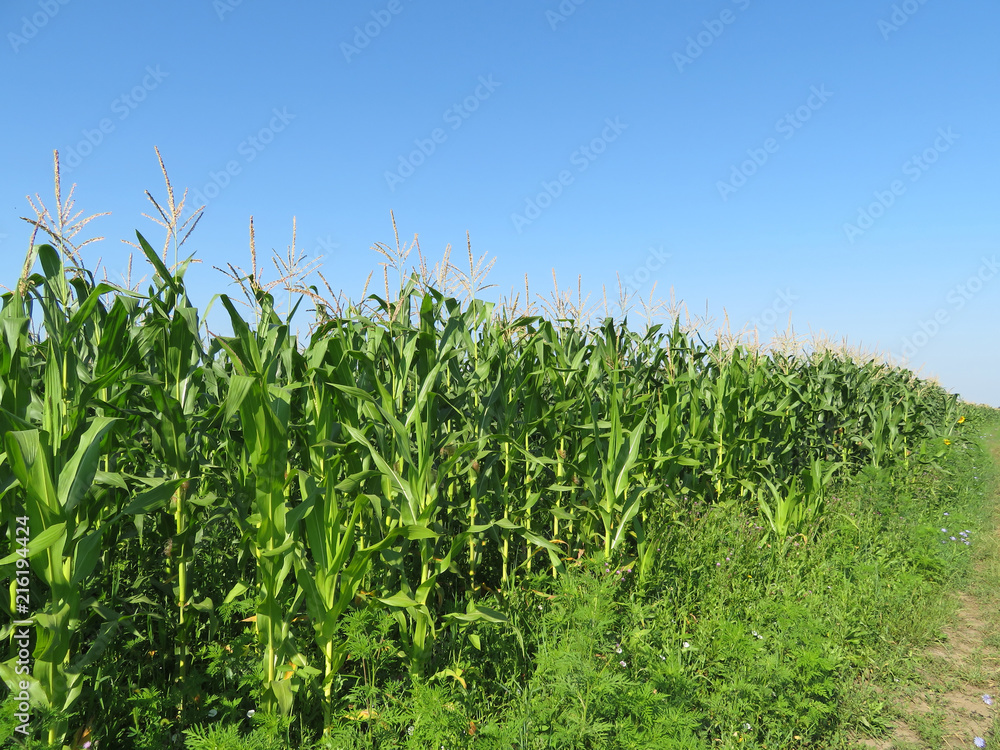 Green corn field and clear blue sky in summer morning Green corn field and clear blue sky in summer morning