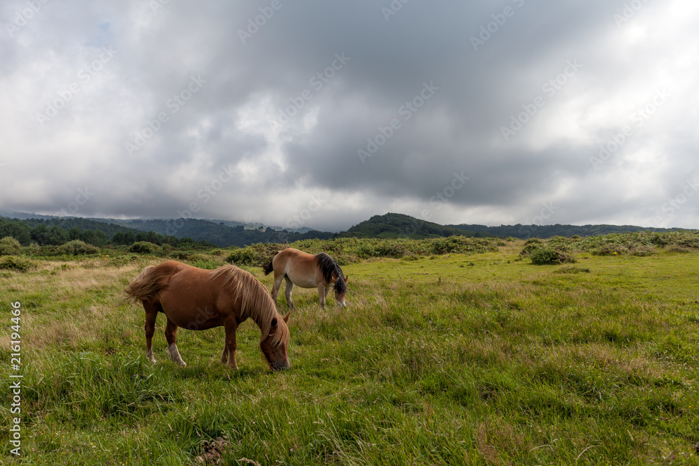 Mares in the mountains Mares in the mountains