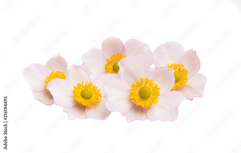 Obraz premium anemones flowers isolated