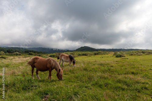 Mares in the mountains