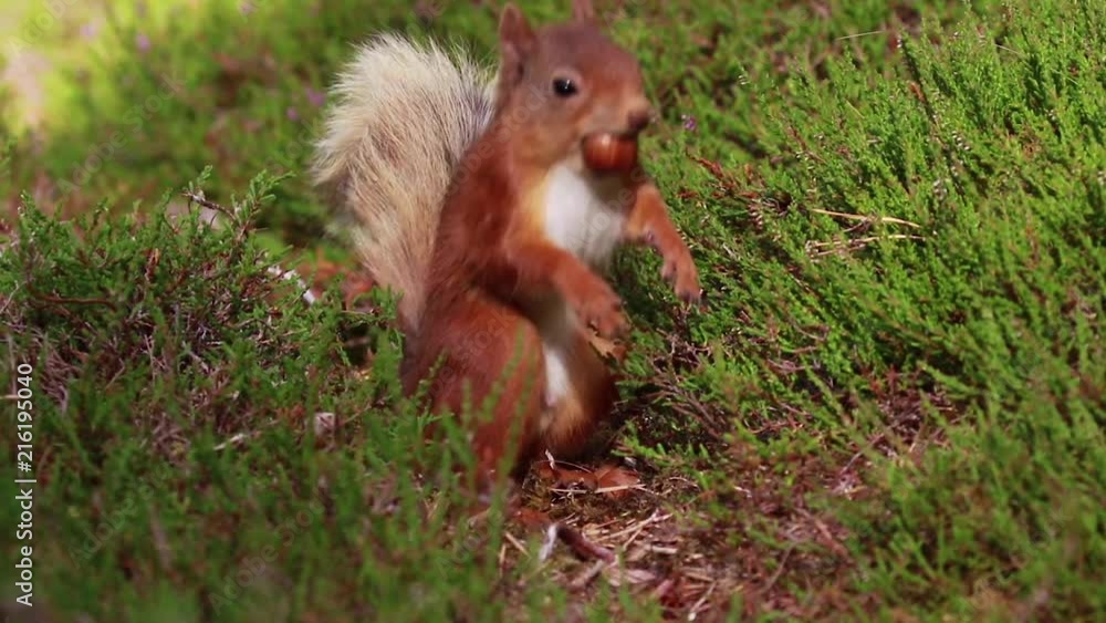 Red squirrel, Sciurus vulgaris, searching for and eating nuts on heather floor on a sunny july in the cairngorm NP, scotland. Red squirrel, Sciurus vulgaris, searching for and eating nuts on heather floor on a sunny july in the cairngorm NP, scotland.