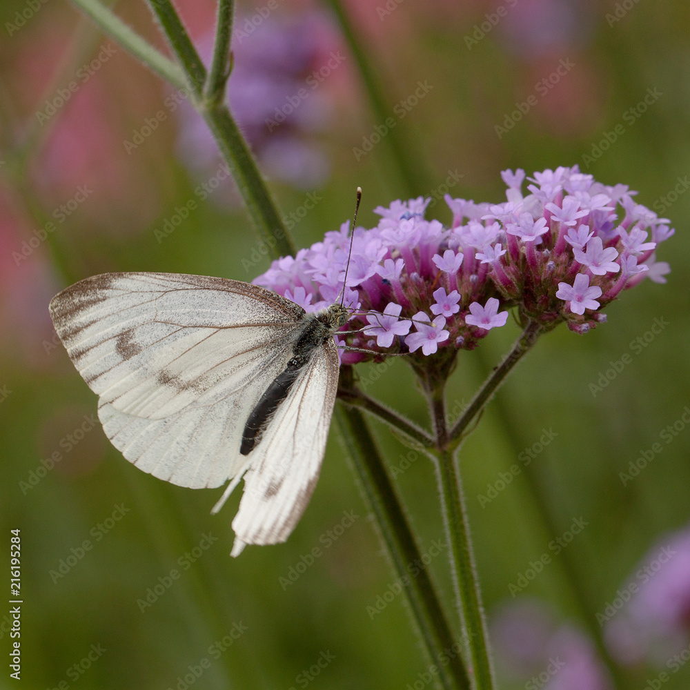beautiful white butterfly sitting on a flower beautiful white butterfly sitting on a flower