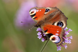 beautiful butterfly Aglais io sits on a flower