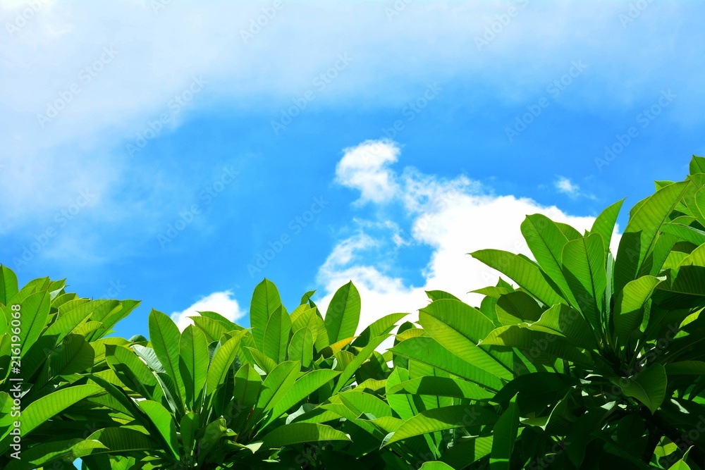 Obraz premium Green leaves against the sky in the summer
