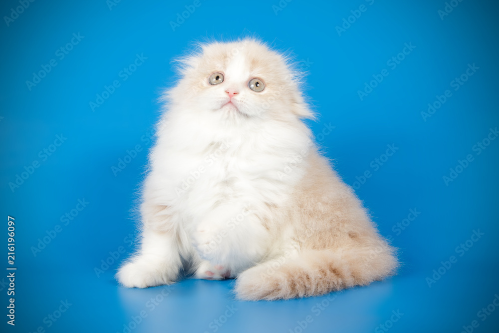 Fototapeta premium scottish fold shorthair kitten