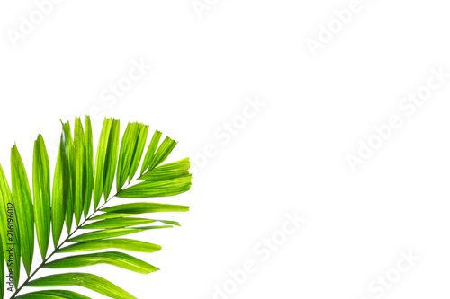 palm leaf isolated on white background © sema_srinouljan