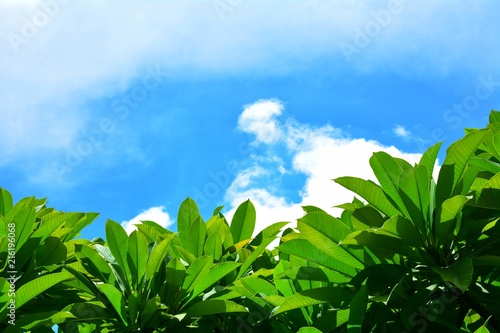 Green leaves against the sky in the summer