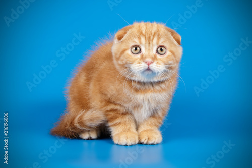 scottish fold shorthair kitten © Aleksand Volchanskiy