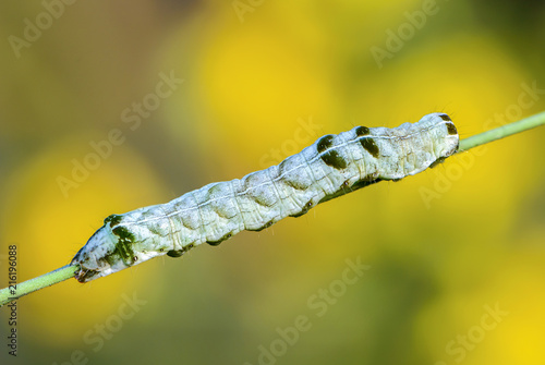 A green caterpillar with a beautiful pattern photo