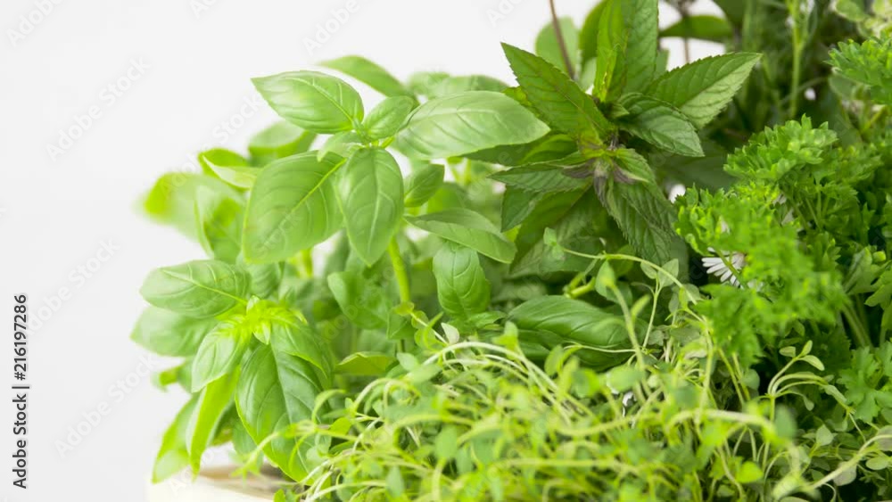 gardening, plants and organic concept - green herbs, spices and flowers gardening, plants and organic concept - green herbs, spices and flowers