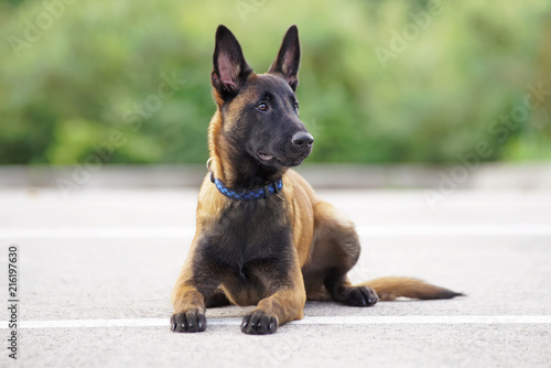 Behang Cute Belgian Shepherd Malinois puppy with a collar lying down on an asphalt in s